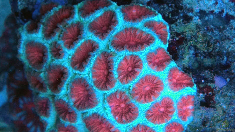 Pflanzen im Aquarium Schwings Reef von Schwing (20)