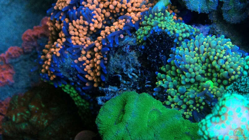Pflanzen im Aquarium Schwings Reef von Schwing (22)