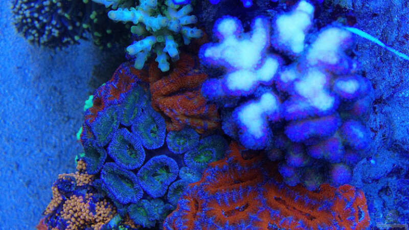 Pflanzen im Aquarium Schwings Reef von Schwing (23)