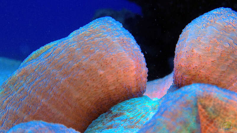 Pflanzen im Aquarium Schwings Reef von Schwing (24)