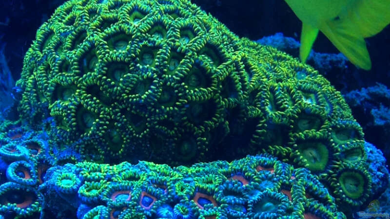 Pflanzen im Aquarium Schwings Reef von Schwing (25)