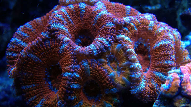 Pflanzen im Aquarium Schwings Reef von Schwing (9)