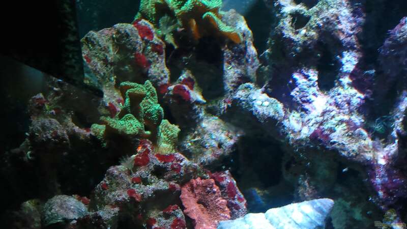 Aquarien mit Steinkorallen  - Steinkoralleaquarium