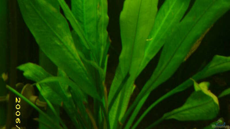 Echinodorus Bleheri (Amazonas-Schwertpflanze) von Florian Sauer Wehinger (10)
