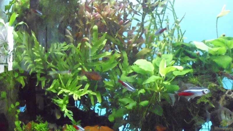 Pflanzen im Aquarium The green Dream von Guppy62 (15)