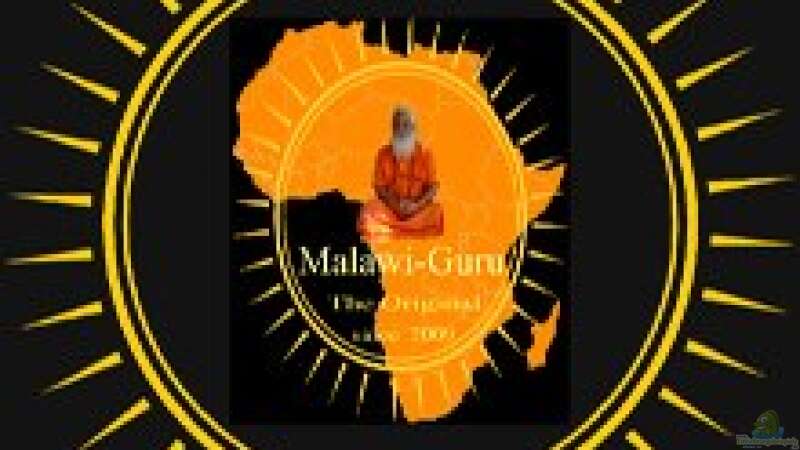 Malawi-Guru.de dort findet ihr Informationen zu Westafrikanischen Buntbarschen  von Didi (23)