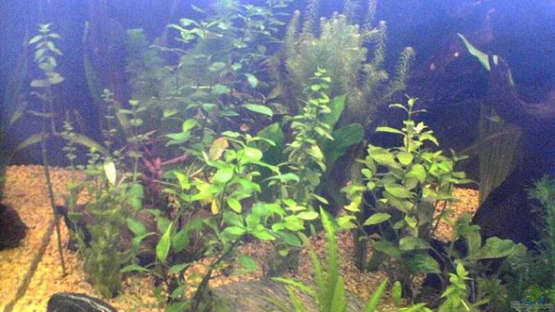 Pflanzen im Aquarium Becken 2256 von Steven Tumma (3)