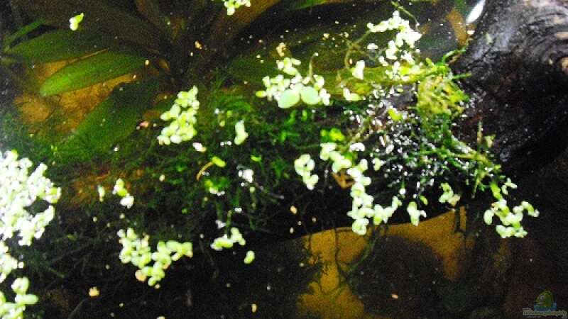 Pflanzen im Aquarium Halbvoll oder halbleer? von Yvonne Storms (4)