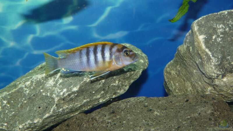 Labidochromis Hongi Männlein von Bandit12 (15)