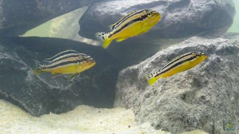 Melanochromis von Bandit12 (9)