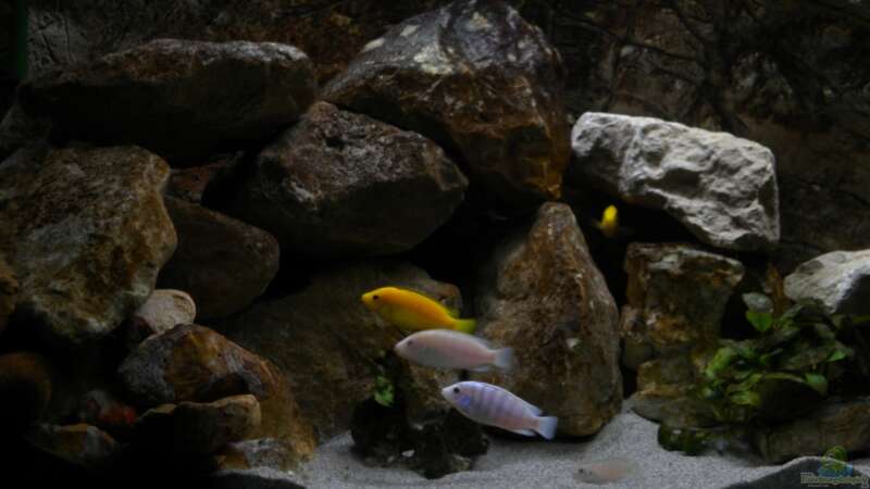 Einrichtungsbeispiele für Labidochromis chisumulae  - Labidochromis-chisumulaeaquarium