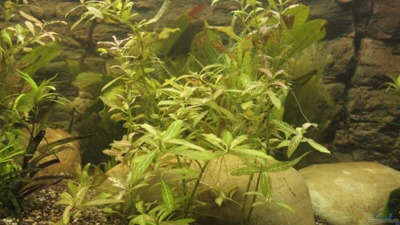 Pflanzen im Aquarium Becken 22655 von Hot (10)
