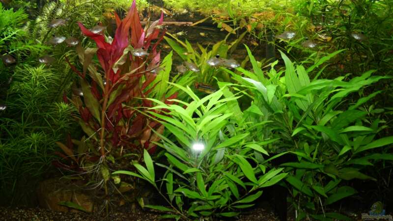 Pflanzen im Aquarium Becken 22655 von Hot (13)