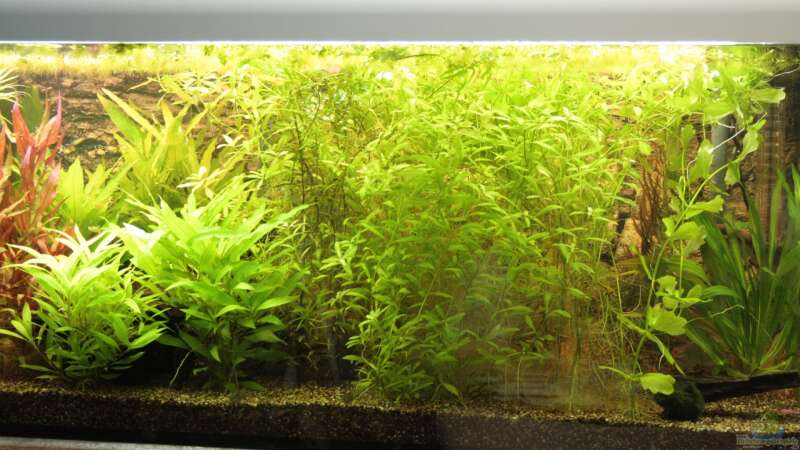 Pflanzen im Aquarium Becken 22655 von Hot (15)