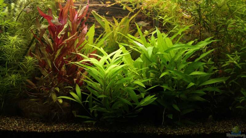 Pflanzen im Aquarium Becken 22655 von Hot (17)