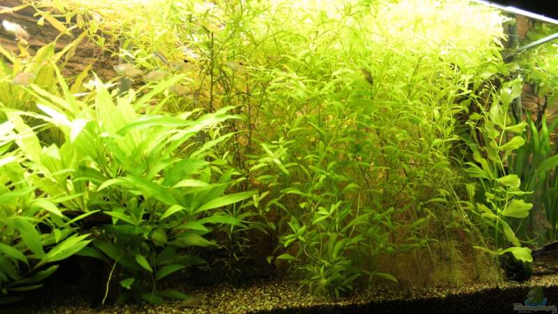 Pflanzen im Aquarium Becken 22655 von Hot (18)