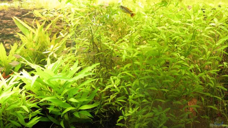 Pflanzen im Aquarium Becken 22655 von Hot (20)