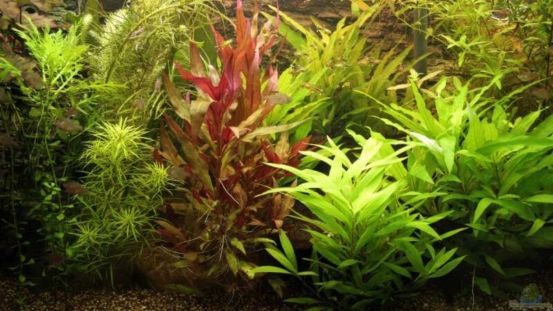 Pflanzen im Aquarium Becken 22655 von Hot (21)