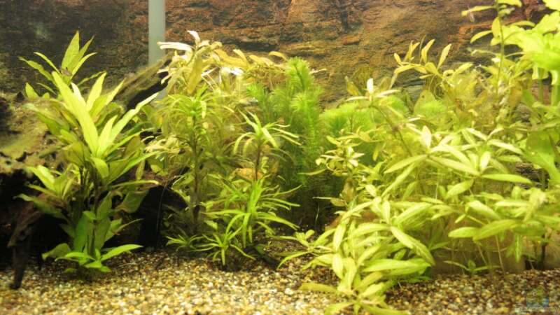 Pflanzen im Aquarium Becken 22655 von Hot (8)