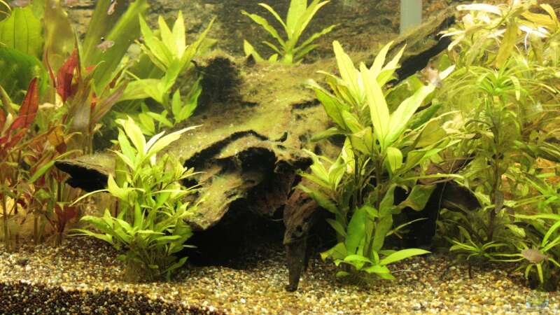 Pflanzen im Aquarium Becken 22655 von Hot (9)