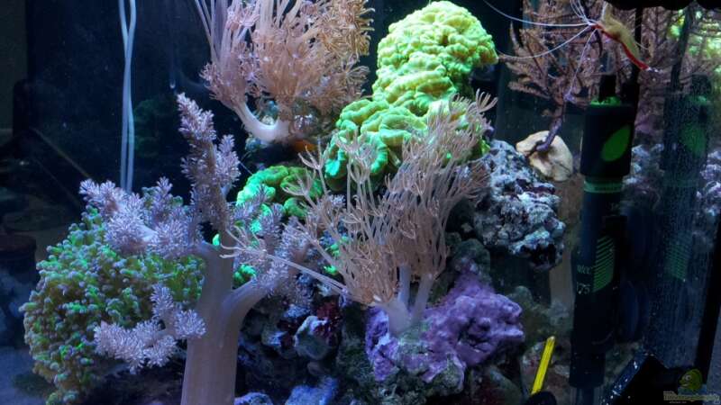 Aquarium Nano High Tower von garnelenhunter (3)
