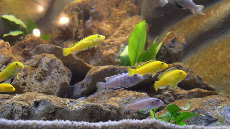 Besatz im Aquarium Becken 2266 von Jochen Steger (22)