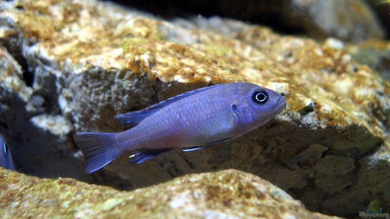 Cynotilapia sp. Gallireya reef WEIBCHEN von Jochen Steger (18)