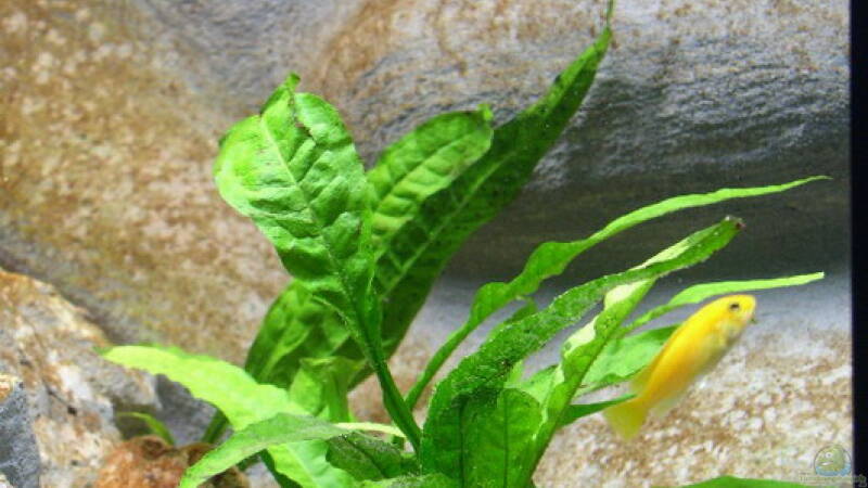 Pflanzen im Aquarium Becken 2266 von Jochen Steger (6) Pflanzen im Aquarium Becken 2266 von Jochen Steger (6)