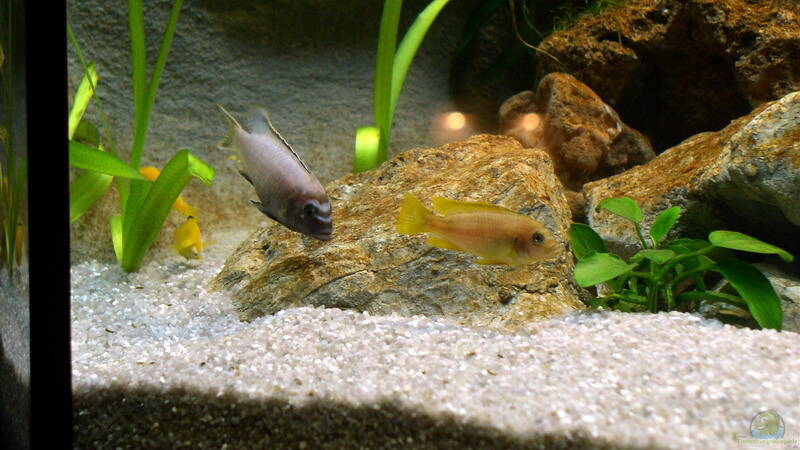 Pseudotropheus sp. Membe deep M+W von Jochen Steger (19)