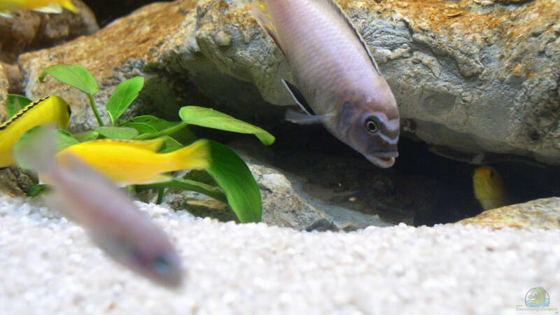 Pseudotropheus sp. Membe deep M??NNCHEN von Jochen Steger (24) Pseudotropheus sp. Membe deep M??NNCHEN von Jochen Steger (24)