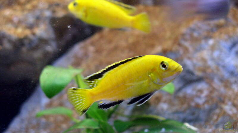 Yellow M??NNCHEN von Jochen Steger (20)