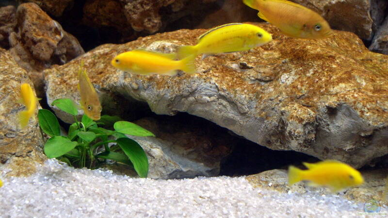 Yellows und MembeDeep WEIBCHEN von Jochen Steger (21)