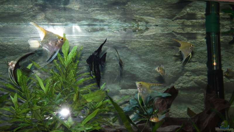 Besatz im Aquarium Becken abzugeben VB von schnapper (10)