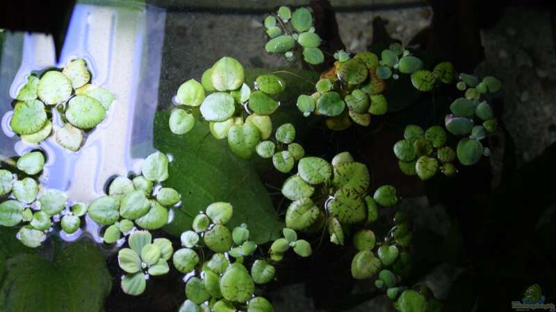 Pflanzen im Aquarium Becken abzugeben VB von schnapper (4)