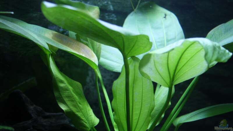 Pflanzen im Aquarium Becken abzugeben VB von schnapper (5)