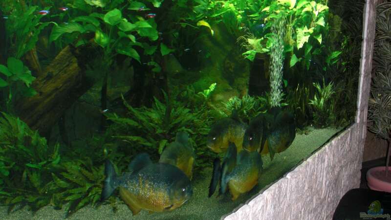 Aquarium pirayabecken von o.m. (3)