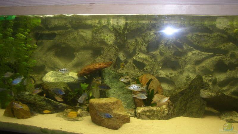 Aquarium Becken 227 von Sabine Deiters (2)