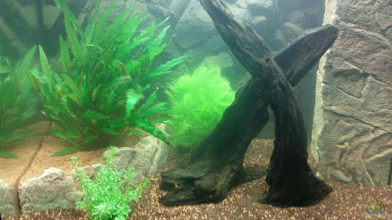 Aquarium Juwel Lido 120 weiß von BVB-Barbe (4)