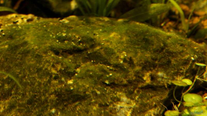 Algenaufwuchs auf einem Stein von die Perle... (35)