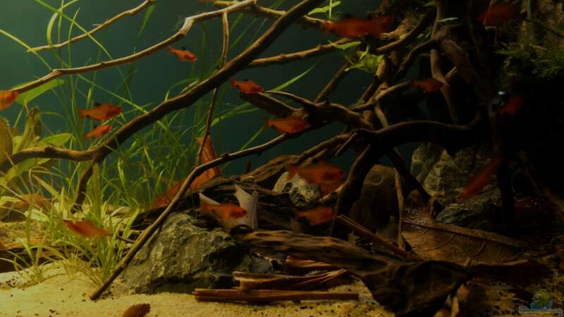 Aquarium Rio Formoso von die Perle... (13)