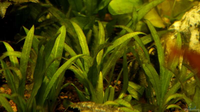 Pflanzen im Aquarium Rio Formoso von die Perle... (19)