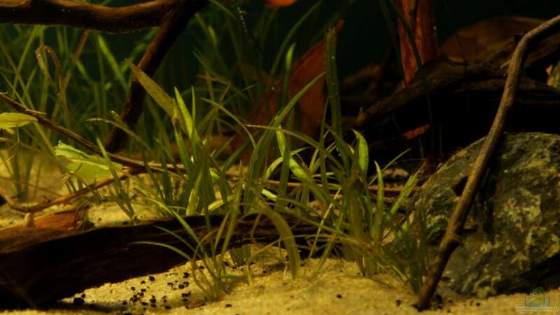 Pflanzen im Aquarium Rio Formoso von die Perle... (21)