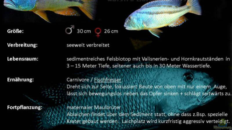 Aristochromis christyi