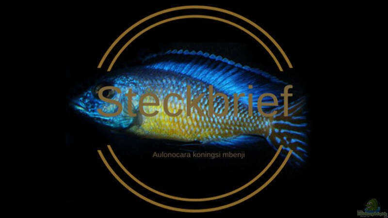 Aulonocara koningsi Mbenji