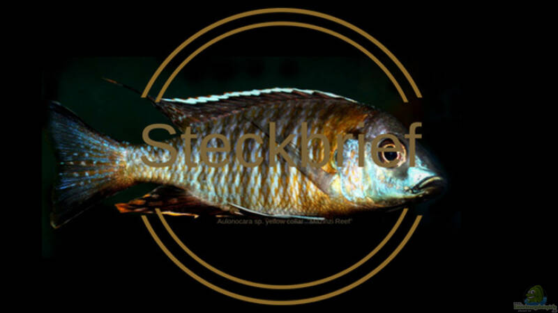 Aulonocara sp. yellow collar ‚Mazinzi Reef‘