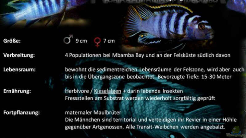 Artentafel Labidochromis Red Top Mbamba Bay von Florian Bandhauer (99)