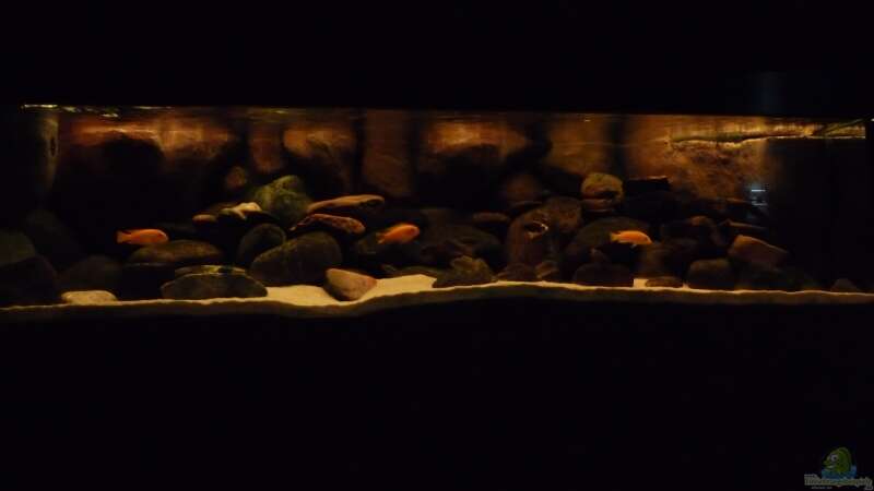 Aquarium Malawibecken - aufgelöst von simako (14)