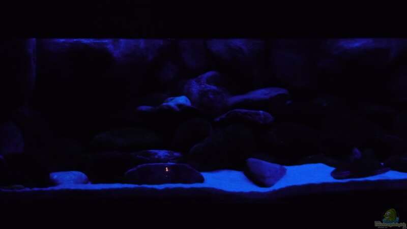 Aquarium Malawibecken - aufgelöst von simako (2)