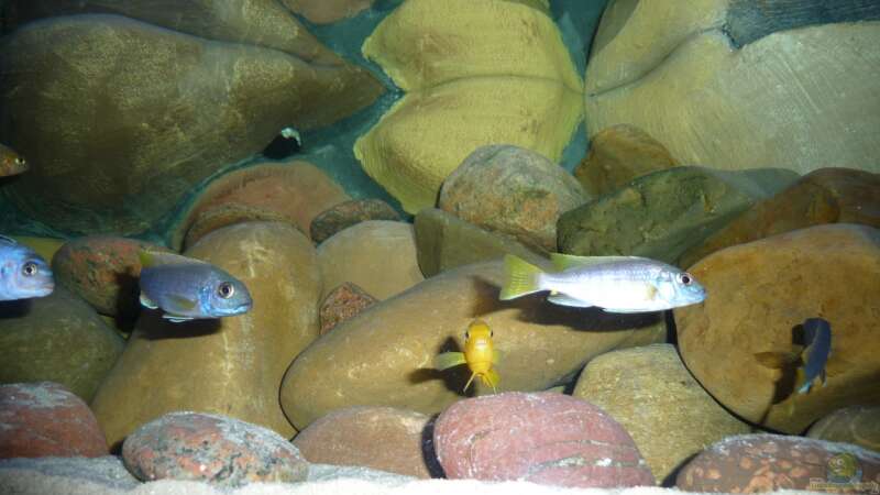 Besatz im Aquarium Malawibecken - aufgelöst von simako (26)