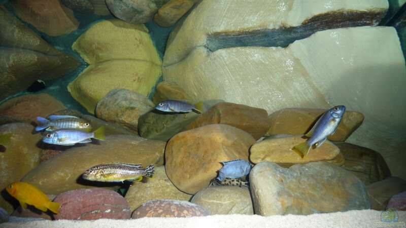 Besatz im Aquarium Malawibecken - aufgelöst von simako (27)